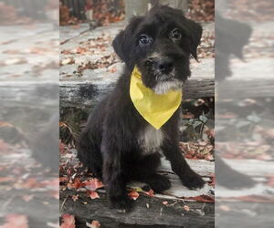 Miniature Schnauzer-Poodle (Miniature) Mix Dogs for adoption in Phoenix, AZ, USA