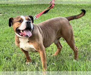 Bull-Boxer Dogs for adoption in Spring, TX, USA