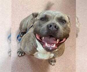 American Pit Bull Terrier Dogs for adoption in Ogden, UT, USA