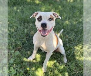 American Pit Bull Terrier Dogs for adoption in Modesto, CA, USA