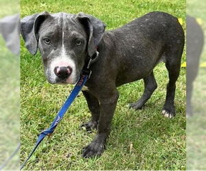 American Pit Bull Terrier-Unknown Mix Dogs for adoption in North Myrtle Beach, SC, USA