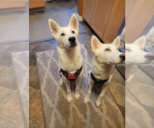 Siberian Husky-white german shepherd Mix Dogs for adoption in Hoffman Estates, IL, USA