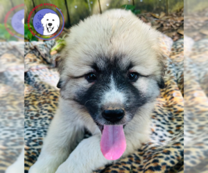 Great Pyrenees Dogs for adoption in Spring, TX, USA