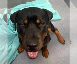 Rottweiler Dogs for adoption in San Antonio, TX, USA