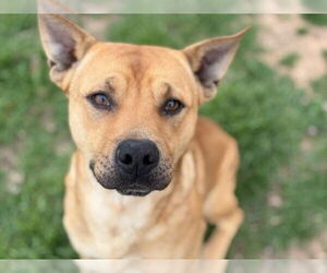 American Pit Bull Terrier-Unknown Mix Dogs for adoption in Tulsa, OK, USA