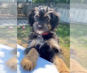 Aussiedoodle Miniature  Dogs for adoption in St. Louis Park, MN, USA