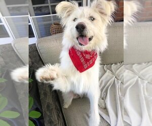 Cockapoo Dogs for adoption in Menifee, CA, USA
