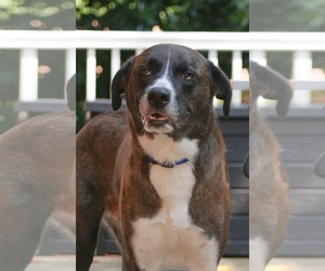Boxer-Great Pyrenees Mix Dogs for adoption in Newfoundland, PA, USA