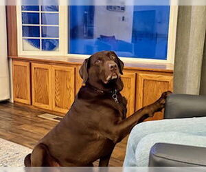 - Mix Dogs for adoption in Polson, MT, USA