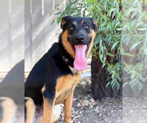 Shepweiller Dogs for adoption in San Diego, CA, USA