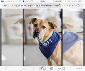 Boxador Dogs for adoption in Glenwood, GA, USA