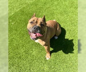 American Bulldog Dogs for adoption in Salinas, CA, USA