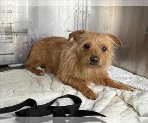 Mutt Dogs for adoption in Woodland, CA, USA
