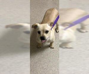 Chihuahua-Unknown Mix Dogs for adoption in Riverside, CA, USA