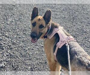 German Shepherd Dog Dogs for adoption in Martinez, CA, USA