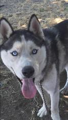 Siberian Husky Dogs for adoption in Lake Forest, CA, USA