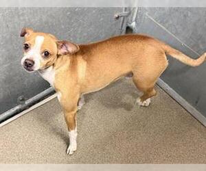 Chihuahua Dogs for adoption in HESPERIA, CA, USA