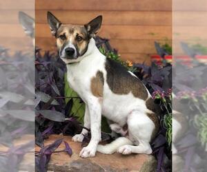 Basenji Dogs for adoption in PIPE CREEK, TX, USA