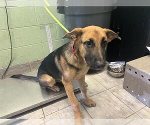 German Shepherd Dog-Unknown Mix Dogs for adoption in Grand Prairie, TX, USA