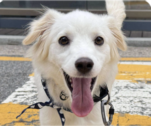 Spaniel-Unknown Mix Dogs for adoption in San Ramon, CA, USA