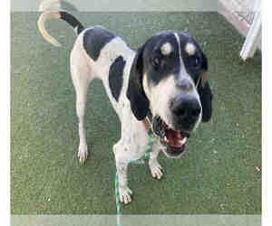 American Foxhound Dogs for adoption in Salt Lake City, UT, USA
