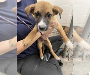 German Shepherd Dog Dogs for adoption in Rosenberg, TX, USA