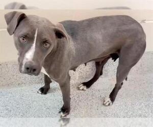 American Pit Bull Terrier-Labrador Retriever Mix Dogs for adoption in Houston, TX, USA