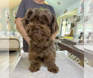 Poodle (Miniature) Dogs for adoption in Benton, LA, USA
