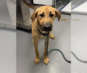 Shepradors Dogs for adoption in Peoria, IL, USA