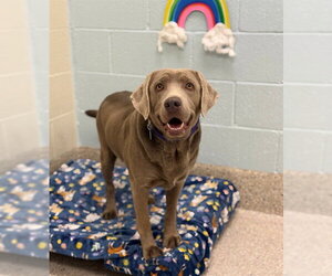 Labrador Retriever Dogs for adoption in Brighton, CO, USA