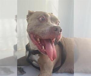 Mutt Dogs for adoption in Houston, TX, USA