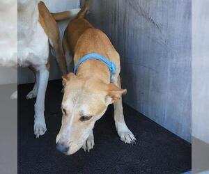 Mutt Dogs for adoption in San Antonio, TX, USA