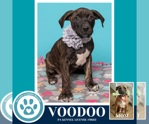 Mutt Dogs for adoption in Kimberton, PA, USA