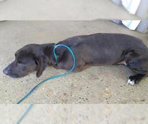 Mutt Dogs for adoption in Columbia, LA, USA