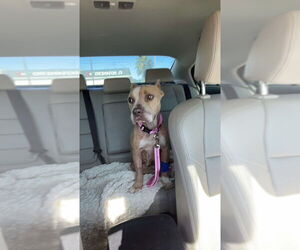 American Pit Bull Terrier-Unknown Mix Dogs for adoption in Brewster, NY, USA