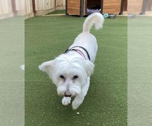 Maltese Dogs for adoption in Redding, CA, USA