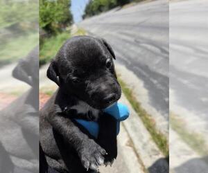 Labrador Retriever-Unknown Mix Dogs for adoption in San Antonio, TX, USA