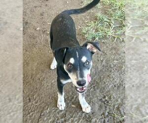 German Shepherd Dog Dogs for adoption in Riverside, CA, USA