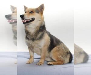 Cardigan Welsh Corgi Dogs for adoption in Burbank, CA, USA