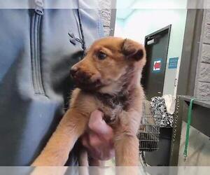 German Shepherd Dog-Unknown Mix Dogs for adoption in Tulsa, OK, USA