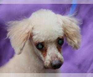 Poodle (Toy) Dogs for adoption in Cookeville, TN, USA
