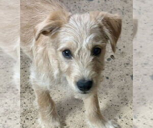 Medium Photo #3 Mutt Puppy For Sale in Andover, MN, USA