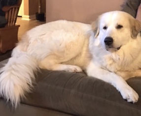Great Pyrenees Dogs for adoption in Murrells Inlet, SC, USA