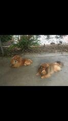 Pomeranian Dogs for adoption in Santa Clarita, CA, USA
