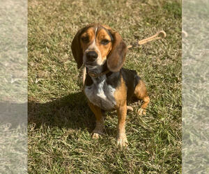 Beagle Dogs for adoption in Las Vegas, NV, USA