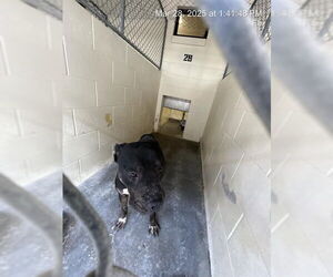 American Pit Bull Terrier-Labrador Retriever Mix Dogs for adoption in Ocala, FL, USA
