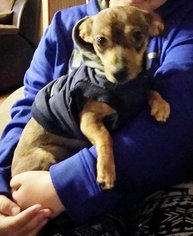 Chihuahua Dogs for adoption in Benton, AR, USA