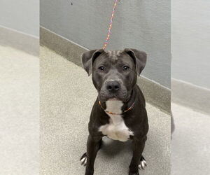 American Pit Bull Terrier-Unknown Mix Dogs for adoption in Las Vegas, NV, USA