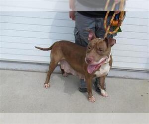 American Pit Bull Terrier-Unknown Mix Dogs for adoption in Louisville, KY, USA