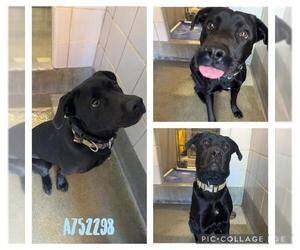 Labrador Retriever-Unknown Mix Dogs for adoption in San Antonio, TX, USA